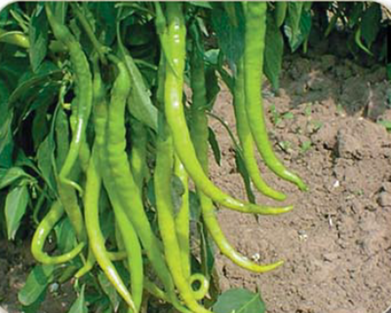 İnce Sivri Kıl Acı Biber